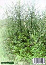 Mugwort and Moxa booklet | Moxibustion guide